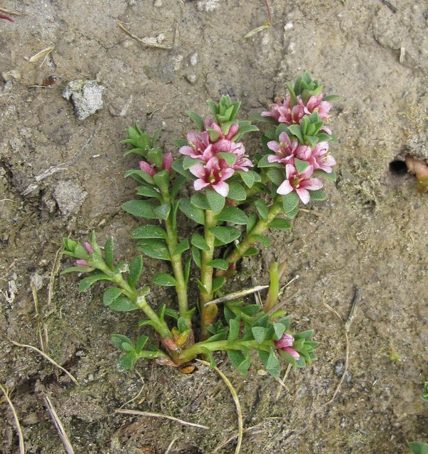 Glaux maritima